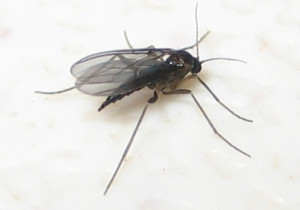 Female_black_fungus_gnat